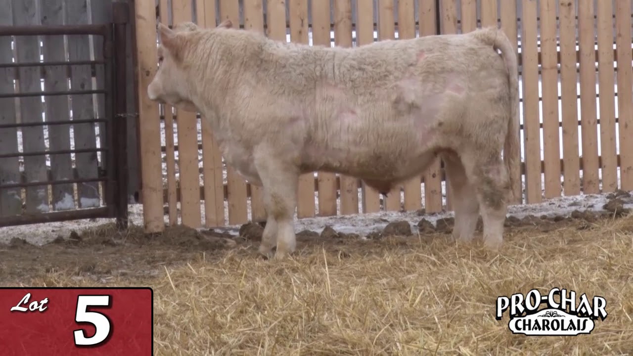 Lot 05 - ProChar 2020.mp4
