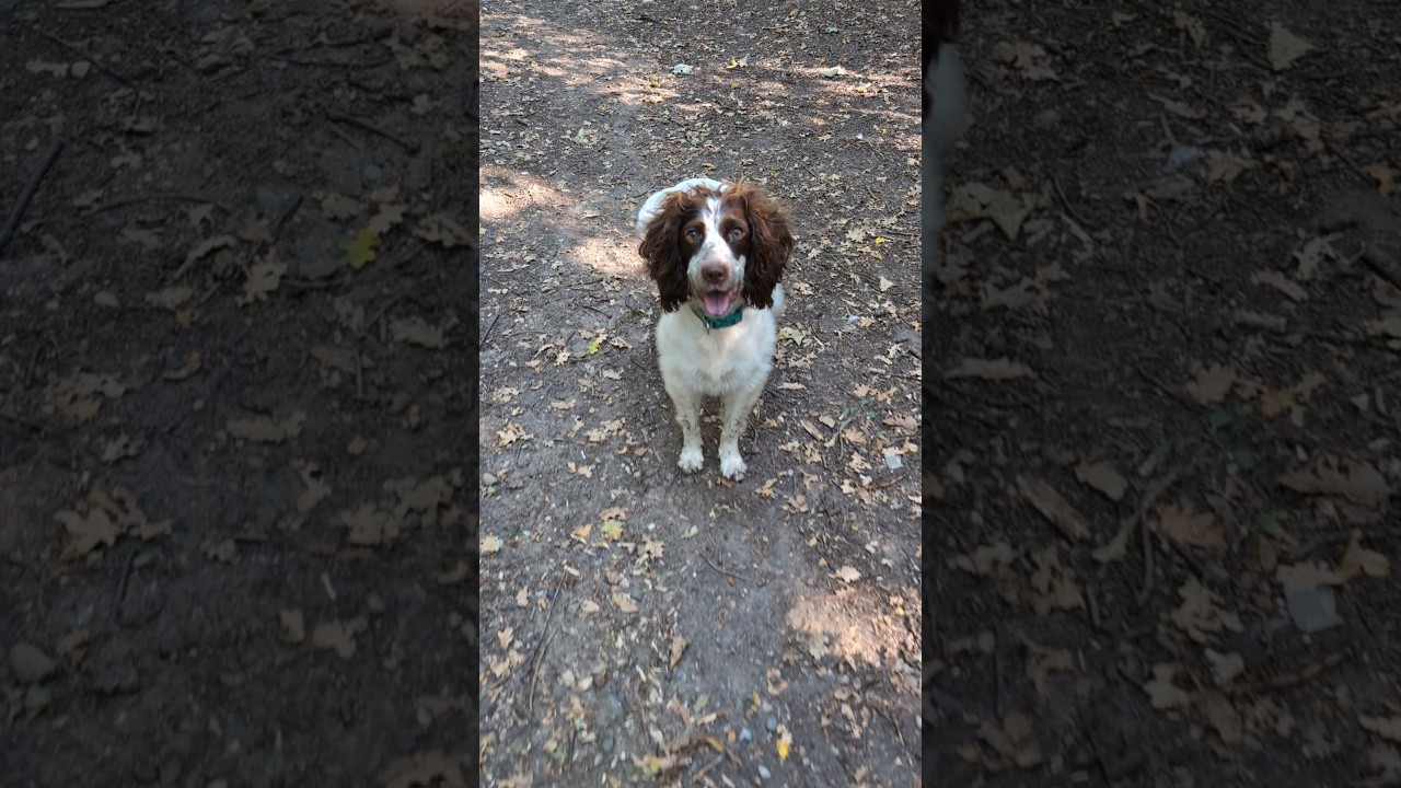 Playful Springer spaniel pup. ❤️