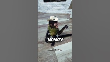 Top 3 Monkey Breeds to Have as Pets! 🙈