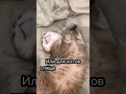 Почему кошка храпит?😴😓 #cat #catsfacts