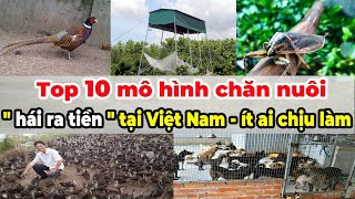 Top 10 mô hình chăn nuôi ''hái ra tiền'' tại Việt Nam mà ít ai chịu làm | Xanh 24h