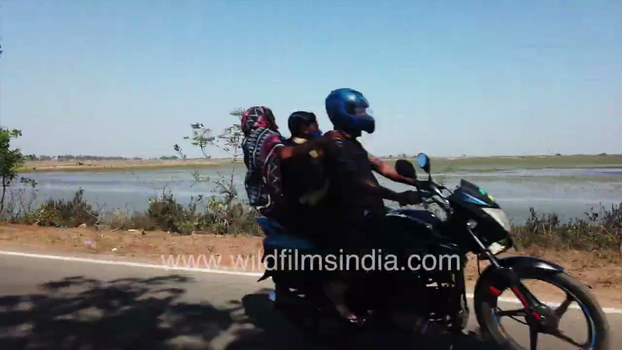 Chilika lake-side habitat: A drive-through from Odisha's villages and rural areas around famed lake