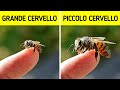 Fatti sugli animali che non crederai siano stati omessi dai tuoi libri di testo