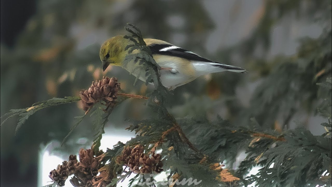 American Goldfinch foraging off a Northern White Cedar.