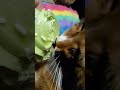 Caturday Cupcake Kitty~