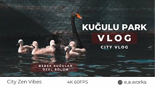 Kuğulu Park Vlog / Cityzenvibes / 4K / Bebek Kuğular Özel / City Vlog