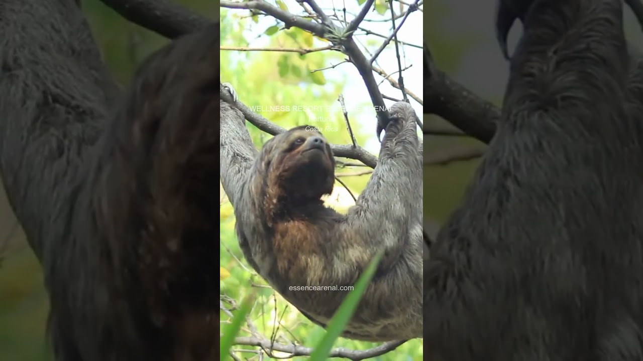 Essence Arenal Wellness Resort  