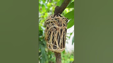 A great way to propagate your lychee tree by air layering! #shafikulgarden #gardening