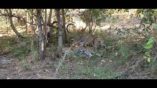 Famous female leopard Seronga resting after a successfully hunt while the cub enjoys the love & care