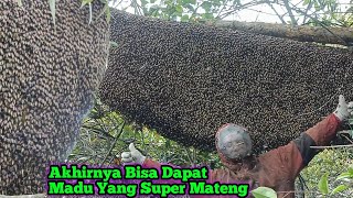 Download Lagu Alhamdulillah Panen 2 Sarang Madunya Super Mateng #bee #honey #panenmaduhutan #lebah #hutan #alam  MP3