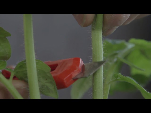 Watch Kweektips - Worteldruk - Tips van Simon - Ep03 S2 door CANNA on YouTube.