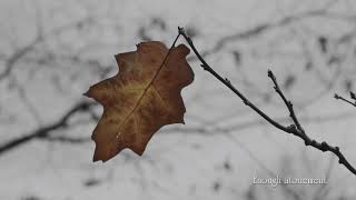 Rot89% - 永独の俯