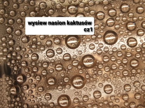 Wideo: Rozmnażanie Nasion Kaktusów. Część 1