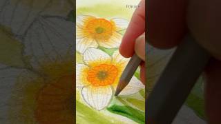 Painting Daffodils using watercolor 🌸 #watercolor #flowerart #looseflorals