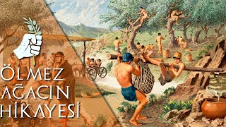 Zeytin Ağacının tarihi önemi (Neriman Hanım Zeytinliği)