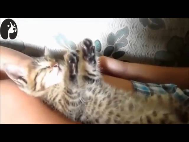 【猫おもしろ】『変わった寝相で寝るおもしろ可愛い猫の動画集』