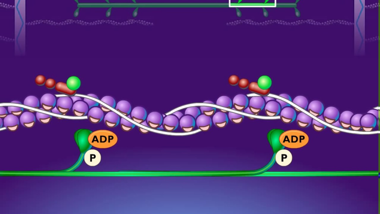 Role of ATP in Muscle Contraction: The Energy Engine [The Relaxation ...