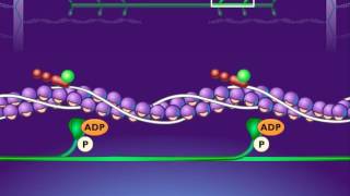 Breakdown of ATP and Cross Bridge Movement during Muscle Contraction [HD Animation]