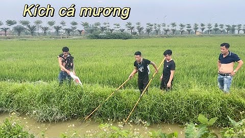 Cá mương , anh em rủ nhau đi Kích cá | du lịch ẩm thực vùng miền