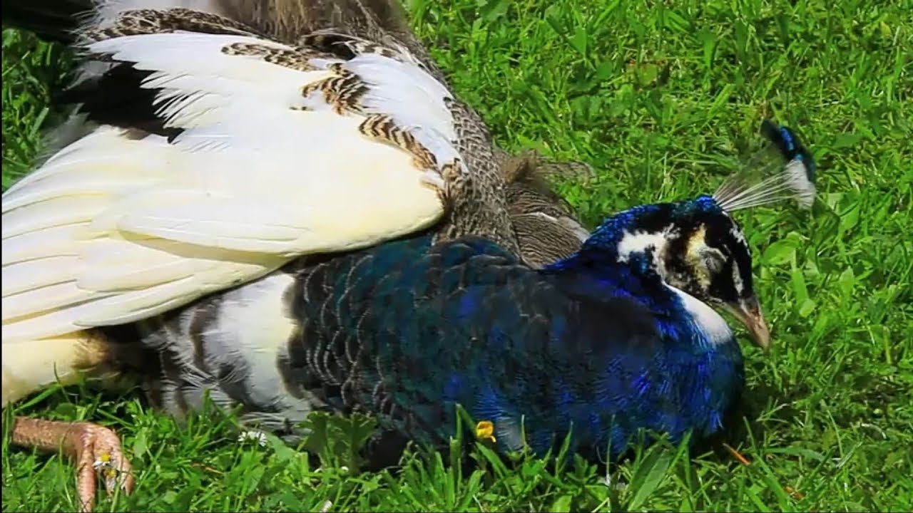Peacocks opening feathers | peacock animal | top Pets Tv