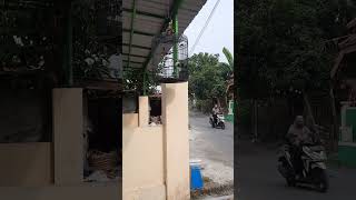 Cabai  Kemade Rimba  Hasilnya Ngeri Kalo Lagunya Dibawain Sama Murai Batu  Masteran Paling Mantap