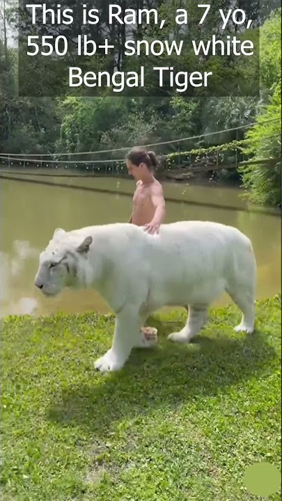 Snow White Bengal Tiger