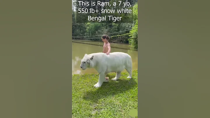 Snow White Bengal Tiger - DayDayNews