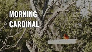 Morning Cardinal Bird Sounds | Peaceful Nature Ambience for Relaxation and Focus | Natures Watcher screenshot 5