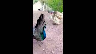 Download Lagu Elías bailando salsa 🤣😂 MP3