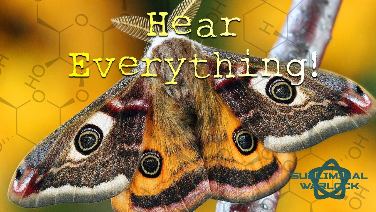 Get a Moth's Hearing Abilities! Super Human Hearing!