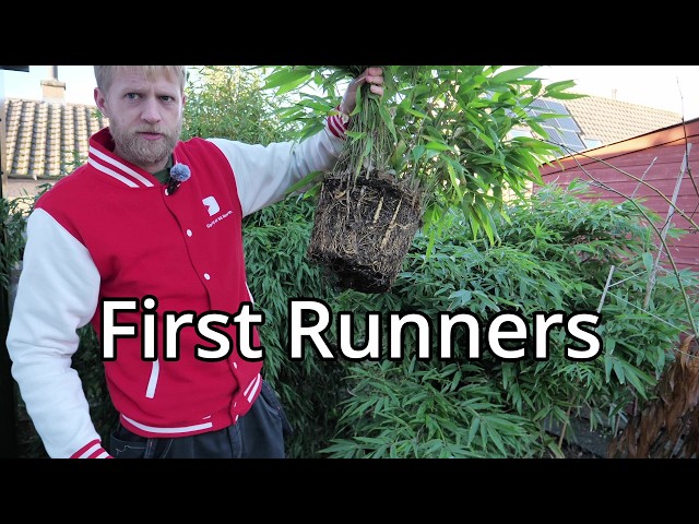 BAMBOO 2024.6〜2025.1 Bamboo Update (2025) - YouTube
