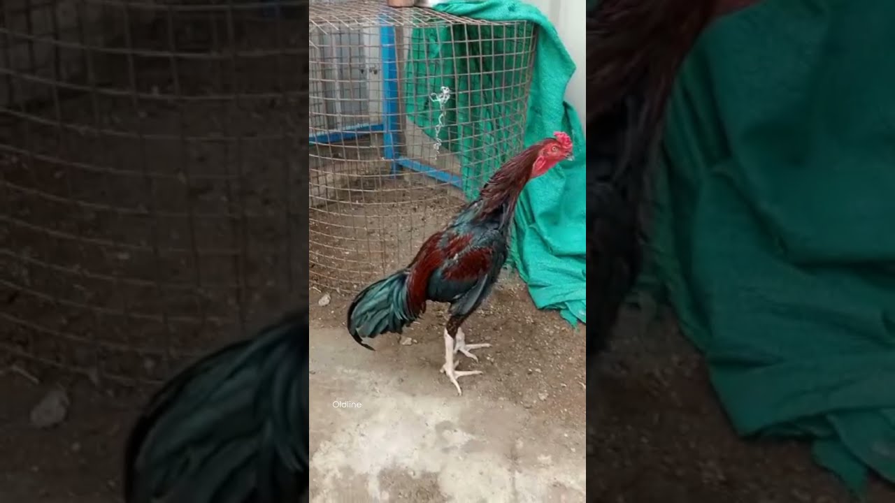 Veppor Aseel | Oldline Breed