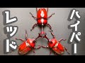 5年間赤いカブトムシを厳選交配し続けた結果・・・とんでもなく赤いヤツらが!!