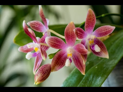Meiracyllium, Dendrobium und Phalaenopsis im Pflegevergleich