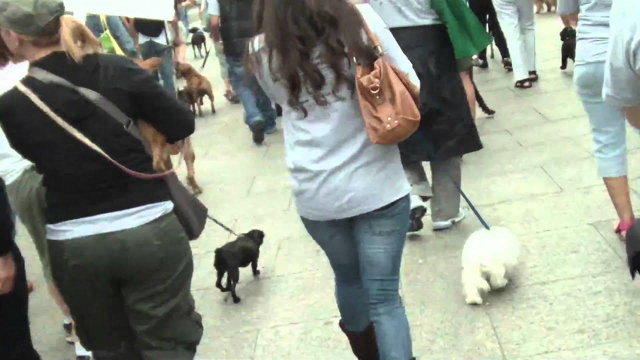 Strut Your Mutt NYC with Rescue Ink