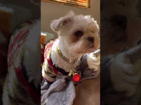 それぞれの悲報🐶🐶#シーズー #いぬ #犬 #マルシーズー #わんこ #イヌ