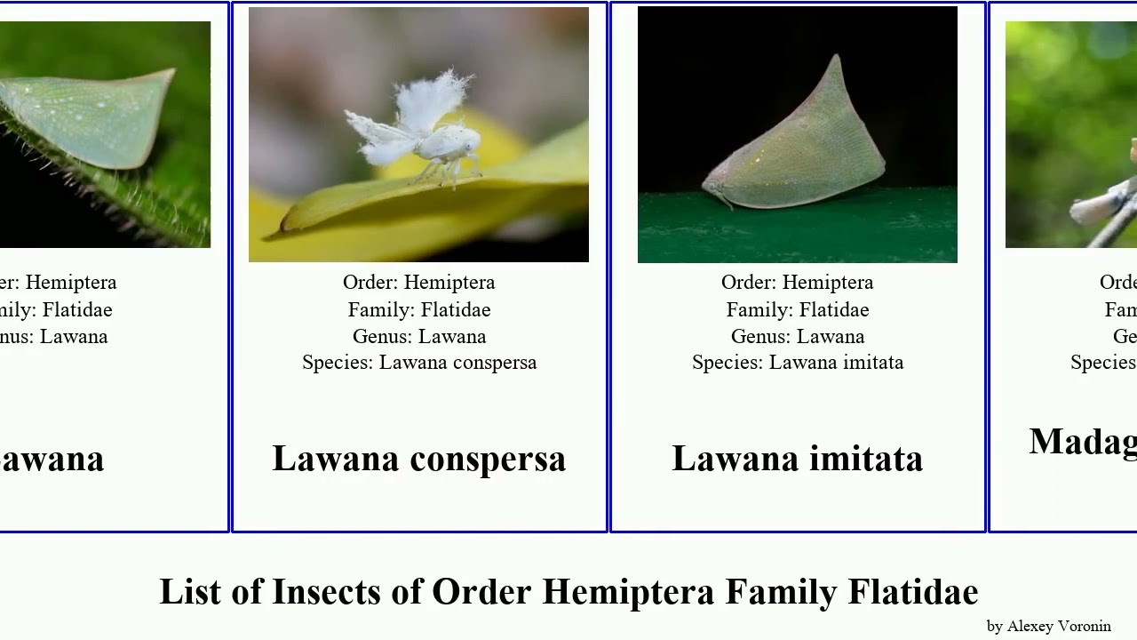 List of Insects of Order Hemiptera Family Flatidae bug minor maria patricia proxima maritima