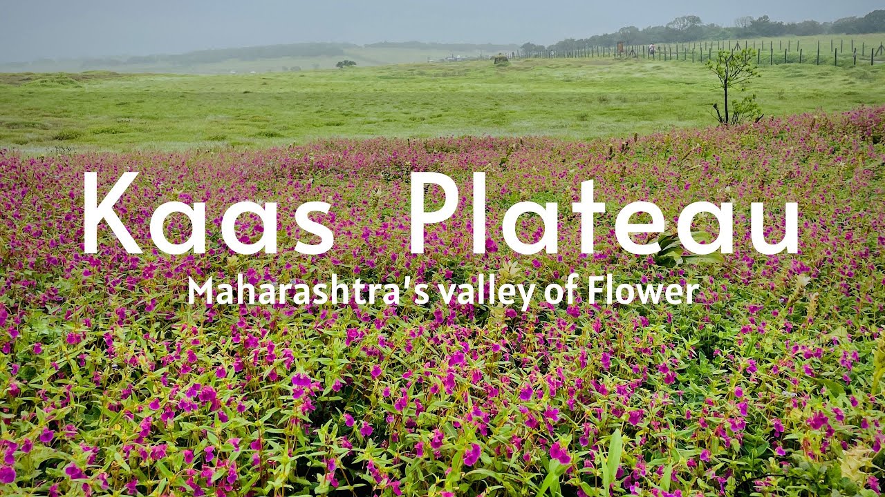 Kaas Pattar | Kaas Plateau | Maharashtra Valley of Flowers | Satara | Traveling Thanvi