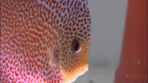 Mua Bán Cá Dĩa tại Thiên Đường Cá Cảnh