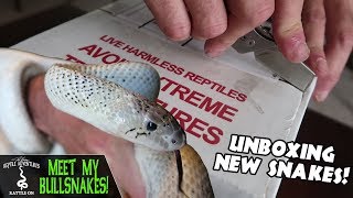 MEET MY BULLSNAKES! (unboxing new arrivals!)