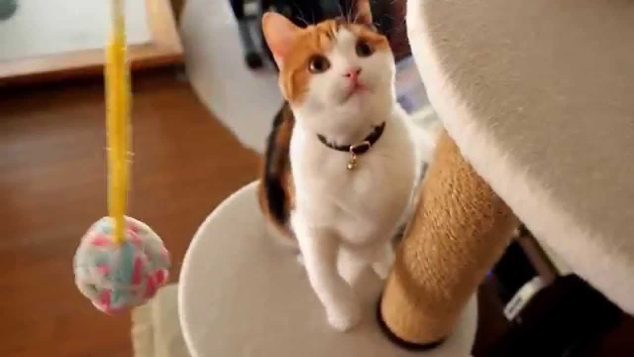 立ち耳スコティッシュフォールド 子猫が大きくなりました Youtube