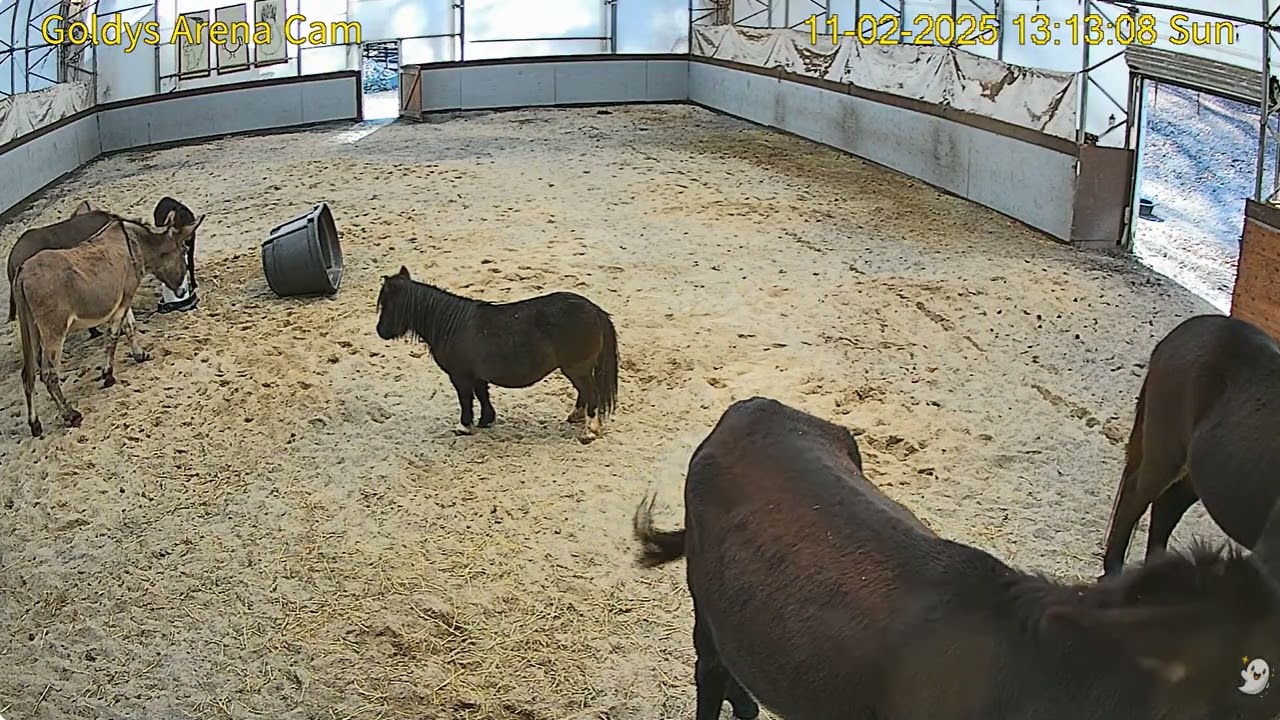 Goldy'sArena Rescues 1236-141pm;1236pm Claudette salt lick;137pm Claudette mucks  ET too;1122025