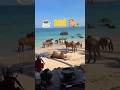 Coffee Coastlines Wild Horses A Dominican Morning Like No Other
