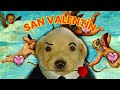 💘La historia secreta del día de san Valentín💘