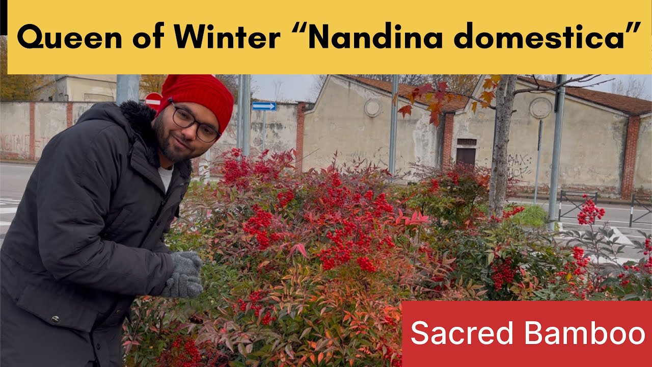 All About Nandina domestica || Sacred Bamboo