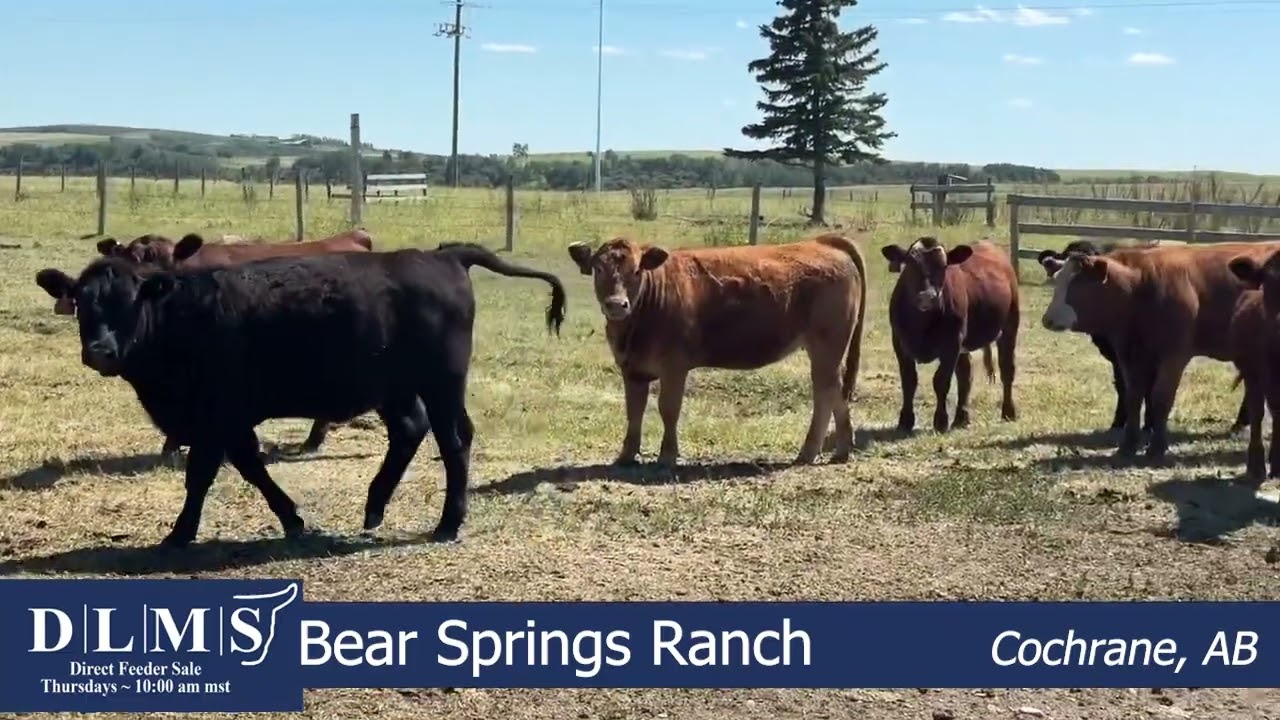 DLMS Direct - Bear Springs Ranch