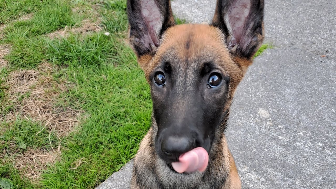 Belgian Malinois puppy finding treats YouTube