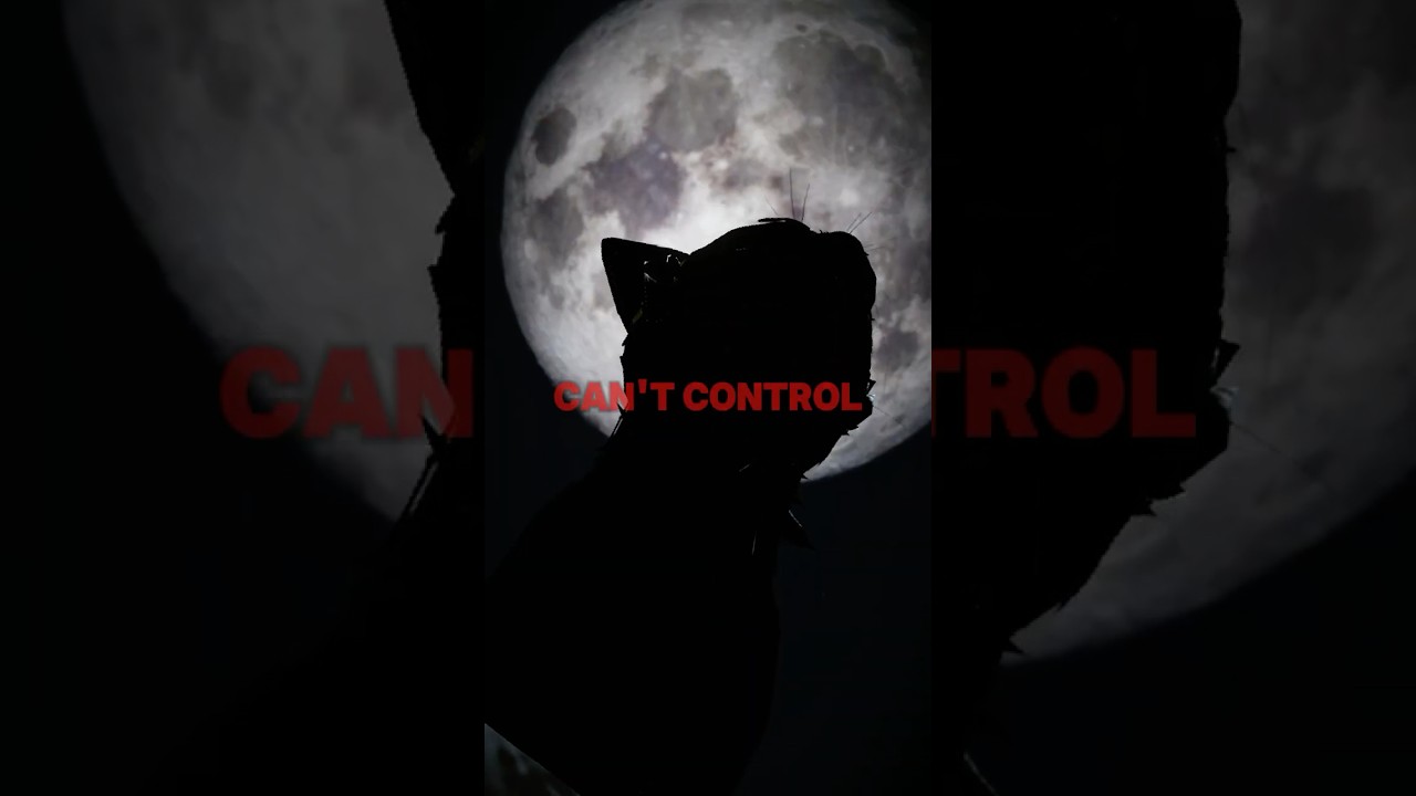 Stronger Than a Hundred Cats! | • WCUE EDIT • | 