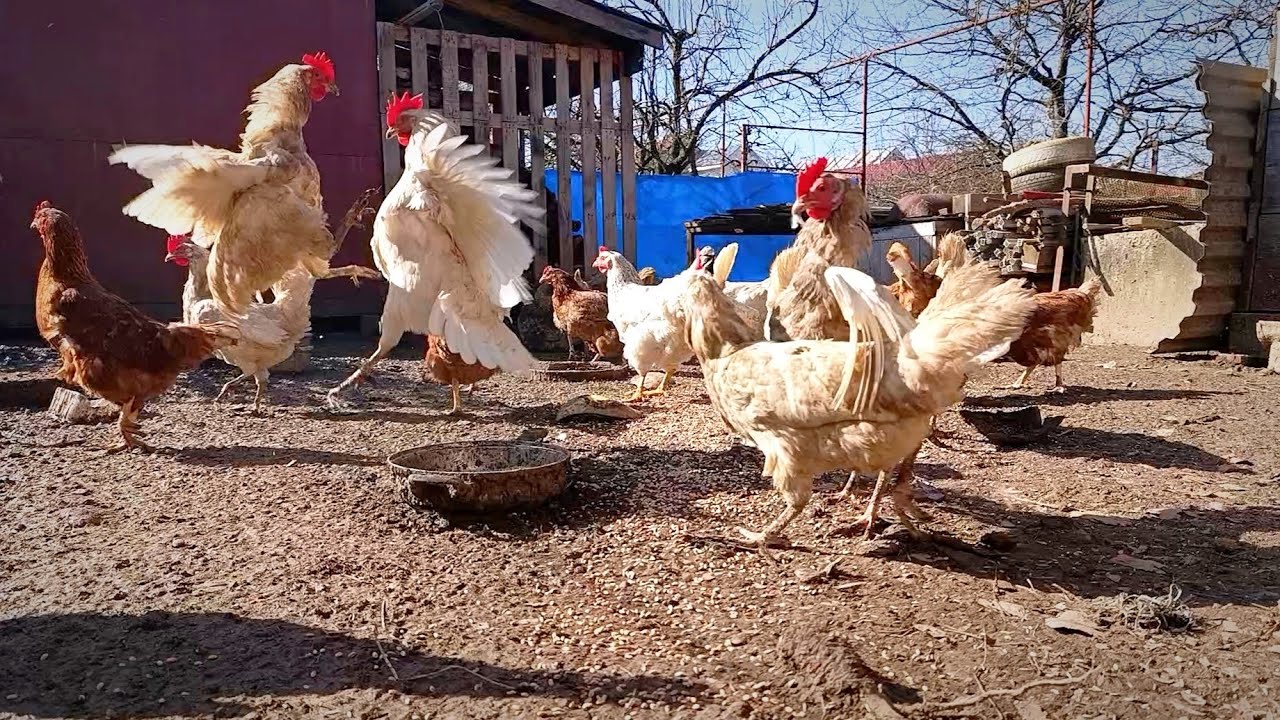 Last Day of Winter on the Farm — Happy Chickens Celebrate in Sunny Chaos ☀️🐔