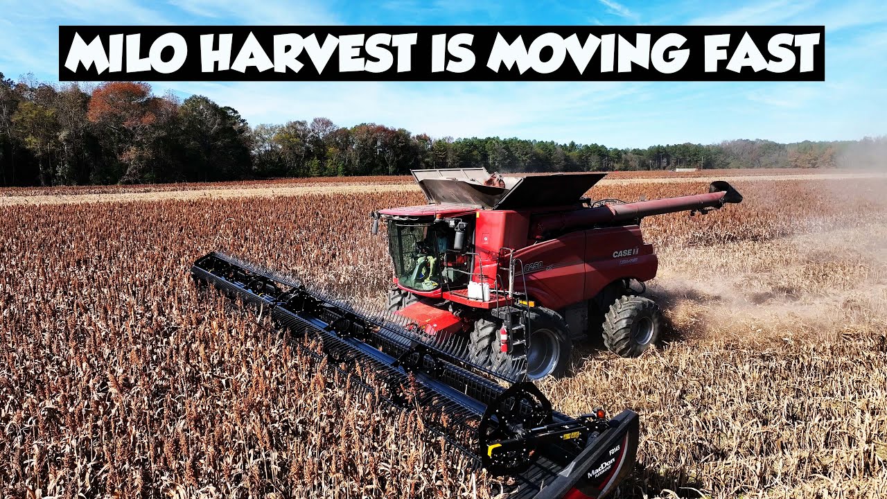 ФИНАЛЬНЫЕ ВИДЕО УРОЖАЯ 2025 ГОДА